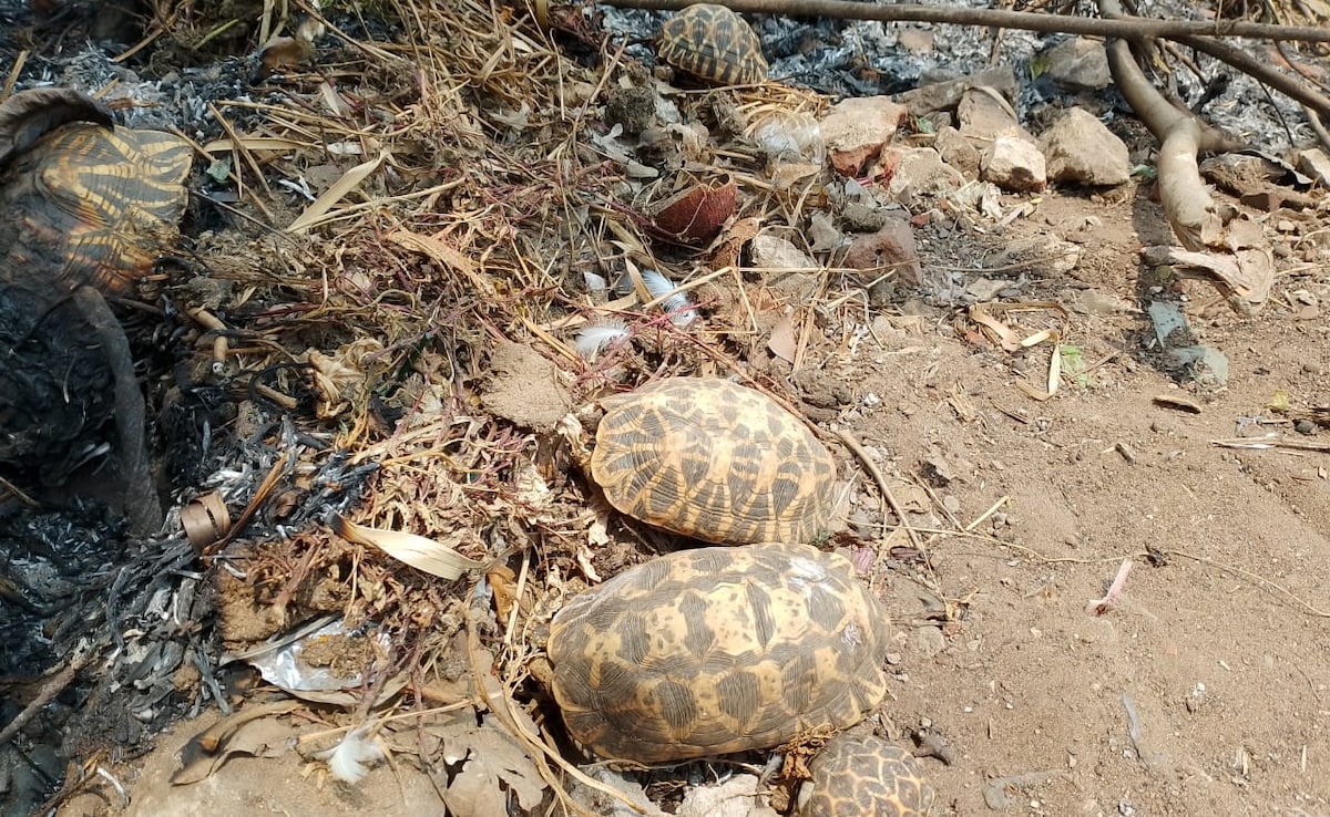 srikakulam При шокиращ инцидент който предизвика обществено възмущение редки звездни