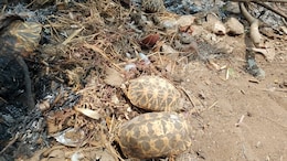 Rare Star Tortoise Found Dead Near Temple In Andhra Pradesh, Probe Launched