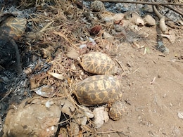 Rare Star Tortoise Found Dead Near Temple In Andhra Pradesh, Probe Launched Rare Star Tortoise Found Dead Near Temple In Andhra Pradesh, Probe Launched