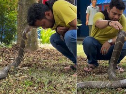 बिना डरे किंग कोबरा को काबू करता दिखा शख्स, पास जाकर किया कुछ ऐसा, यूजर्स बोले- 15 सेकंड के लिए रुक गई सांसें...