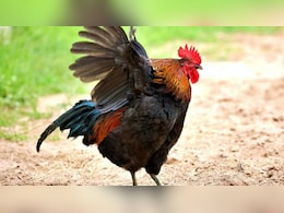 Rajasthan: टीचर ने स्कूल में छात्र से कटवाया मुर्गा, शिक्षक मुर्गा लेकर फरार  Rajasthan: टीचर ने स्कूल में छात्र से कटवाया मुर्गा, शिक्षक मुर्गा लेकर फरार