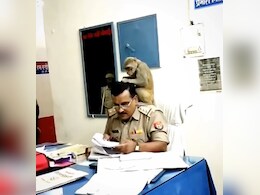 पुलिस स्टेशन में अफसर के कंधे पर बैठकर...जुएं बीनते नजर आया बंदर, वीडियो हुआ वायरल पुलिस स्टेशन में अफसर के कंधे पर बैठकर...जुएं बीनते नजर आया बंदर, वीडियो हुआ वायरल