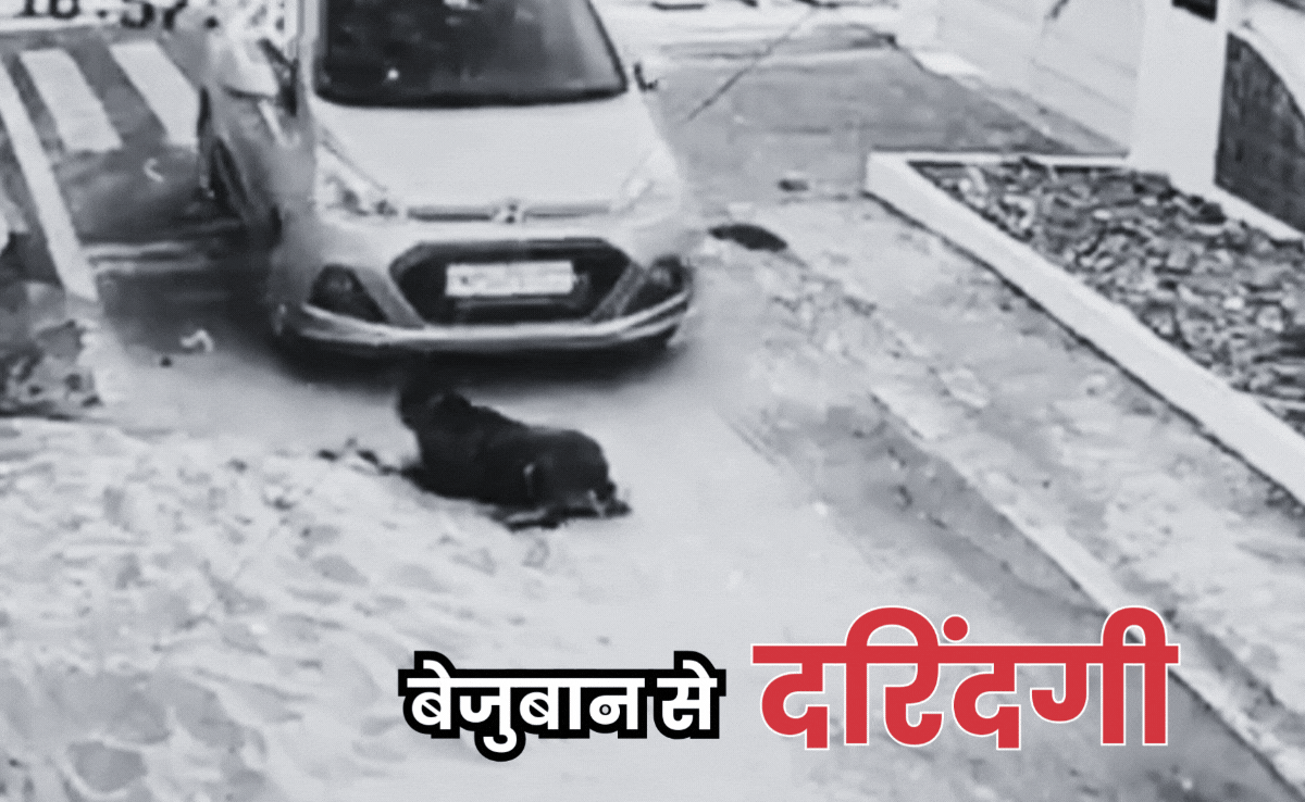Heart Wrenching Video: पड़ोसी ने पालतू कुत्ते पर चढ़ा दी कार, मौके पर हुई मौत...वायरल हो रहा है घटना का CCTV वीडियो
