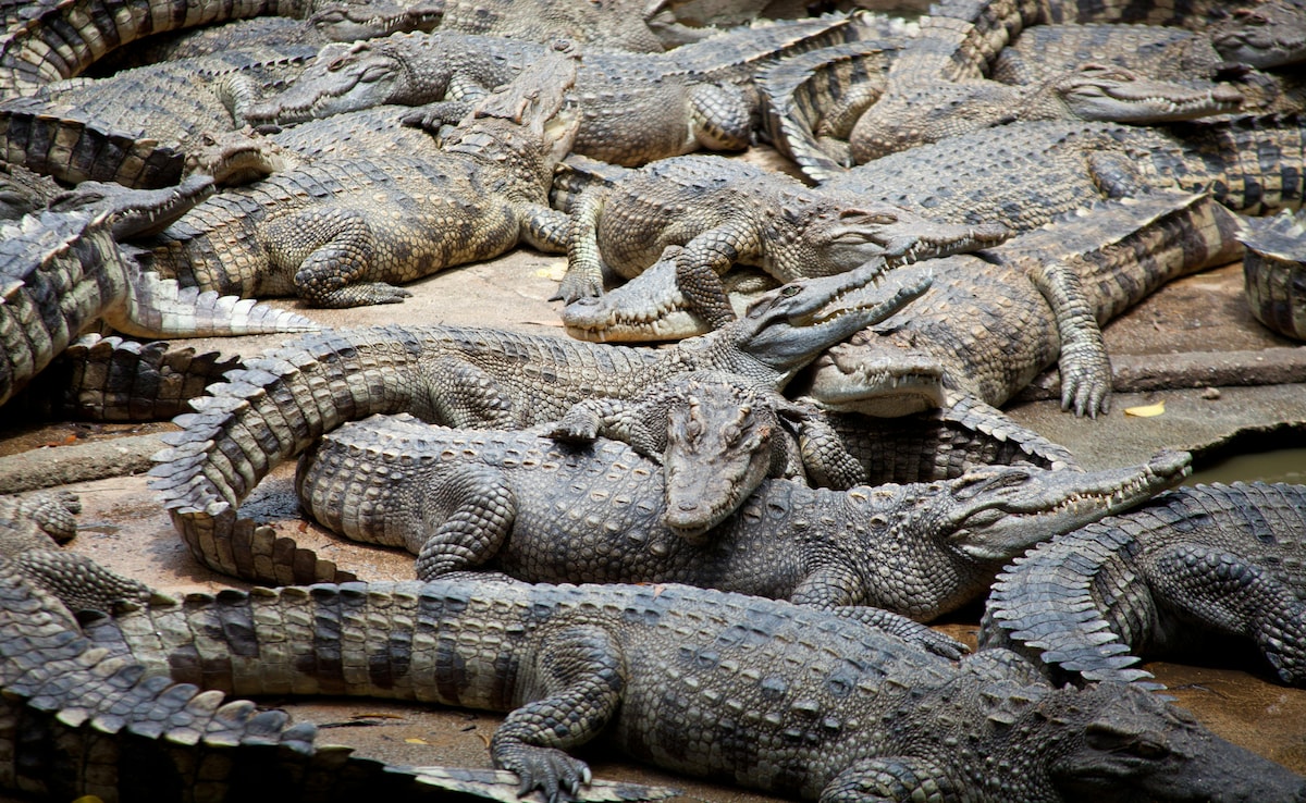 Около 100 тона сиамски крокодили са пуснати на търг от