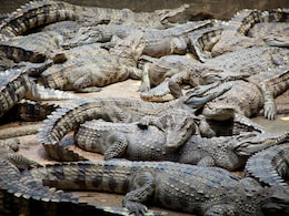 Crocodiles Worth Rs 4.7 Crore Put Up For Sale In Unusual Chinese Auction Crocodiles Worth Rs 4.7 Crore Put Up For Sale In Unusual Chinese Auction