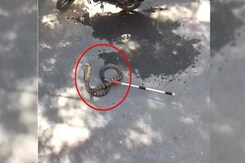Giant King Cobra Enters Residential Area In Haridwar, Residents Panic Giant King Cobra Enters Residential Area In Haridwar, Residents Panic