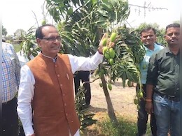 'अब गर्मी आ गई है, टमाटर के दाम कुछ बढ़ने की उम्मीद है', अपने फार्महाउस में शिवराज सिंह ने लिया खेती का जायजा