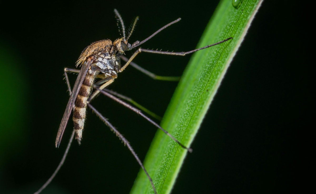 Top Flipkart Deals On Mosquito Repellents and Everyday Essentials Top Flipkart Deals On Mosquito Repellents and Everyday Essentials