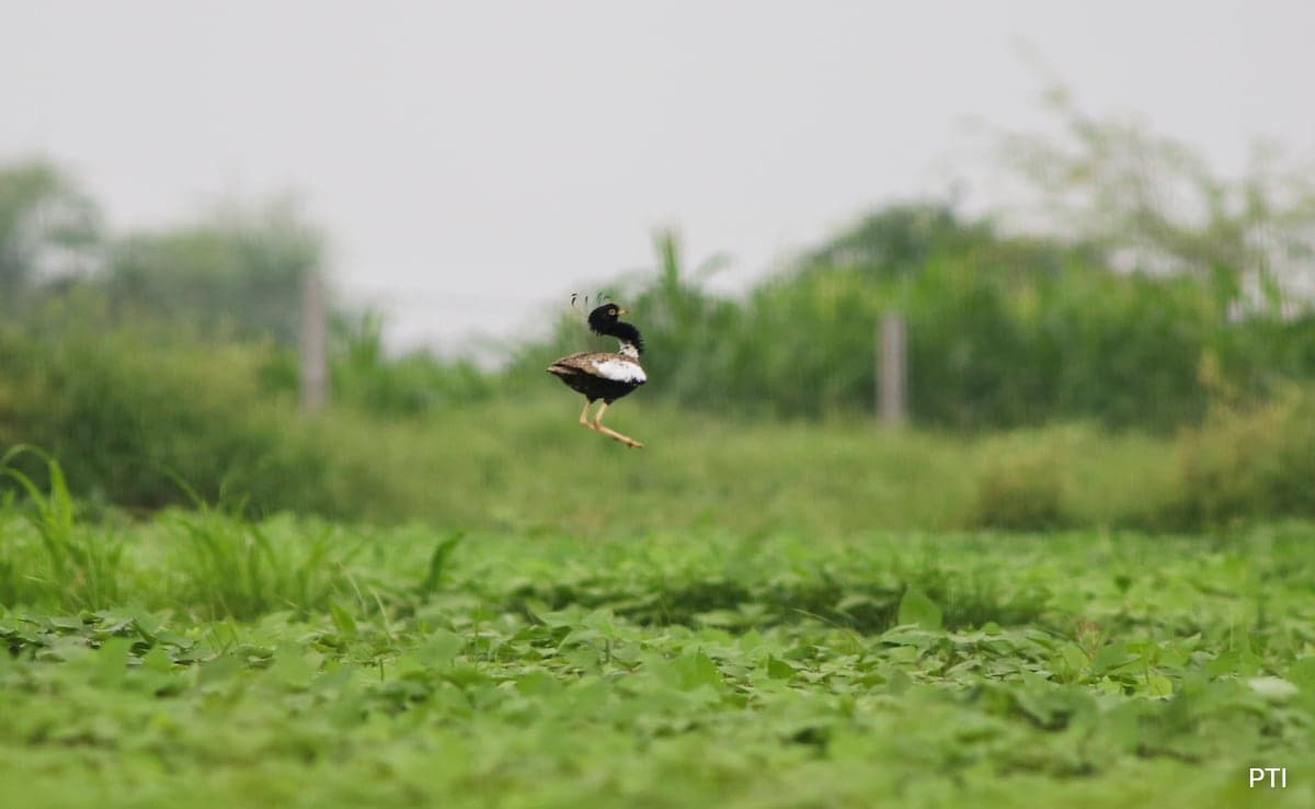 Мумбай видовете птици на тревни площи се хвърлят на резервата