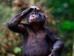 Besides Humans, This Primate Has Developed Language Skills, Say Scientists