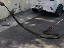 हरिद्वार में भयानक कोबरा ने रेस्क्यू वालों को भी नचा दिया, देखिए वीडियो हरिद्वार में भयानक कोबरा ने रेस्क्यू वालों को भी नचा दिया, देखिए वीडियो