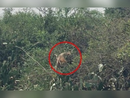 Karauli News: करौली में करंट लगने से हुई पैंथर की मौत, वन विभाग की टीम को बिजली तारों में फंसा मिला   Karauli News: करौली में करंट लगने से हुई पैंथर की मौत, वन विभाग की टीम को बिजली तारों में फंसा मिला