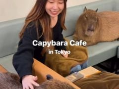Watch: Capybara Cafe In Tokyo Has Two Giant Rodents You Can Play With While Sipping Coffee Watch: Capybara Cafe In Tokyo Has Two Giant Rodents You Can Play With While Sipping Coffee