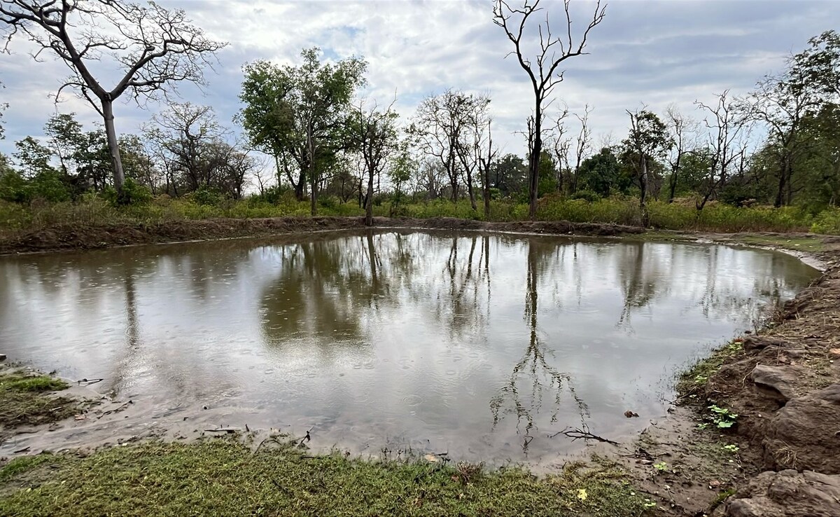 (जलाशयों से बुझ रही जानवरों की प्यास) (जलाशयों से बुझ रही जानवरों की प्यास)