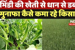 Balaghat Farmers: धान से ज्यादा भिंडी के खेती में किसानों को हो रहा मुनाफा, देखिए ये रिपोर्ट | MP Balaghat Farmers: धान से ज्यादा भिंडी के खेती में किसानों को हो रहा मुनाफा, देखिए ये रिपोर्ट | MP