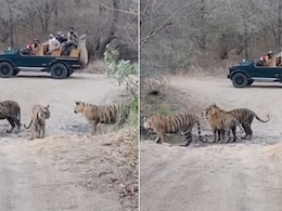 सफारी जीप के आसपास ही खेलते नज़र आए एकसाथ 3 बाघ, शांत बैठे देख रहे थे पर्यटक, कैमरे में कैद हुआ दुर्लभ नज़ारा सफारी जीप के आसपास ही खेलते नज़र आए एकसाथ 3 बाघ, शांत बैठे देख रहे थे पर्यटक, कैमरे में कैद हुआ दुर्लभ नज़ारा