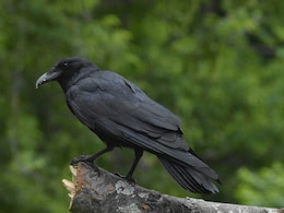इंसानों की तरह बोलने वाले अनोखे कौए का Video वायरल, पक्षी को पापा-पापा कहते देख दंग रह गए लोग, बोले- यकीन नहीं होता