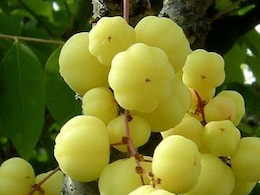 स्वाद से भरपूर स्टार गूजबेरी सेहत के लिए है गुणों का खजाना, जानें सेवन करने का तरीका और बड़े फायदे स्वाद से भरपूर स्टार गूजबेरी सेहत के लिए है गुणों का खजाना, जानें सेवन करने का तरीका और बड़े फायदे