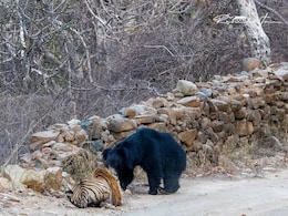 Video: बीच सड़क पर आलसी भालू के सामने बाघिन रिद्धि के शावक ने किया 'सरेंडर'! Video: बीच सड़क पर आलसी भालू के सामने बाघिन रिद्धि के शावक ने किया 'सरेंडर'!