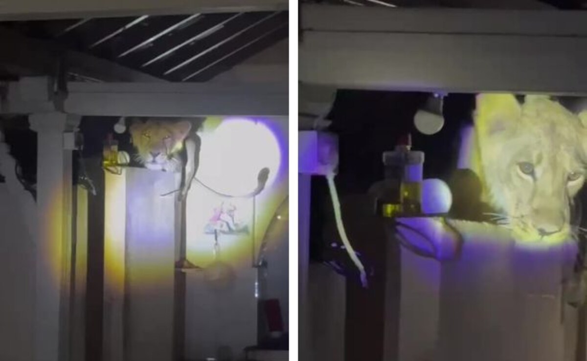 Ахмедабад При шокиращ и страшен инцидент лъв влезе в къща