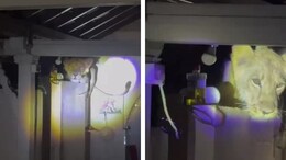 Video: Lion In Gujarat House Gives Residents Shock Of Their Life