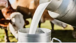 Gokul Milk prices increased : मदर डेअर, अमूलनंतर गोकुळचे दूध महागले, उद्यापासून दरवाढ लागू; पाहा नवी रेट लिस्ट