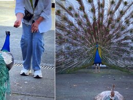 Travel Vlogger Captures Peacock's Beautiful Dance In Viral Video, Internet Reacts