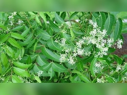 नीम की पत्ती ही नहीं, फूल भी है औषधीय गुणों का खजाना; फायदे जानकर हो जाएंगे हैरान  नीम की पत्ती ही नहीं, फूल भी है औषधीय गुणों का खजाना; फायदे जानकर हो जाएंगे हैरान