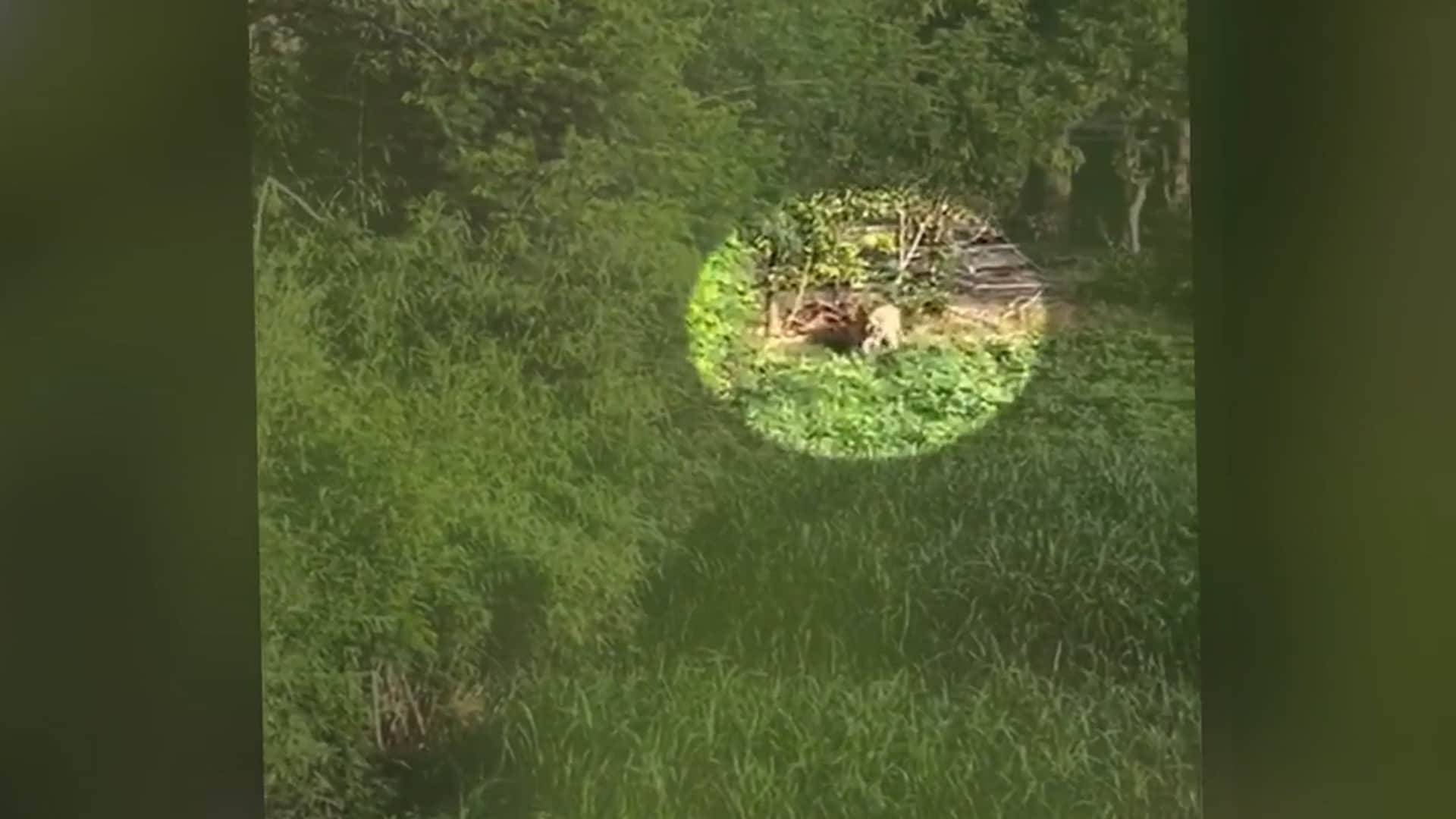 Ranthambore Tigress Which Killed 2 People Caught From Behind Local Hotel