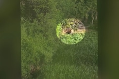 Ranthambore Tigress Which Killed 2 People Caught From Behind Local Hotel Ranthambore Tigress Which Killed 2 People Caught From Behind Local Hotel
