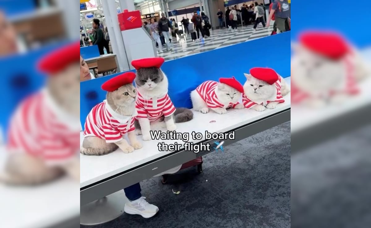 Пътуването с домашни любимци може да бъде истинско предизвикателство Но