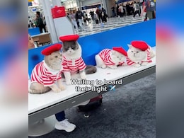 "Watched This 10 Times": Internet Gushes At Well-Behaved Cats Boarding A Plane To Paris "Watched This 10 Times": Internet Gushes At Well-Behaved Cats Boarding A Plane To Paris
