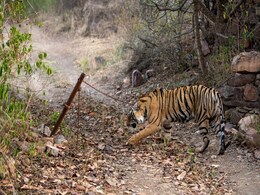 रणथंभौर में यूं ही हमले नहीं कर रही बाघिन रणथंभौर में यूं ही हमले नहीं कर रही बाघिन
