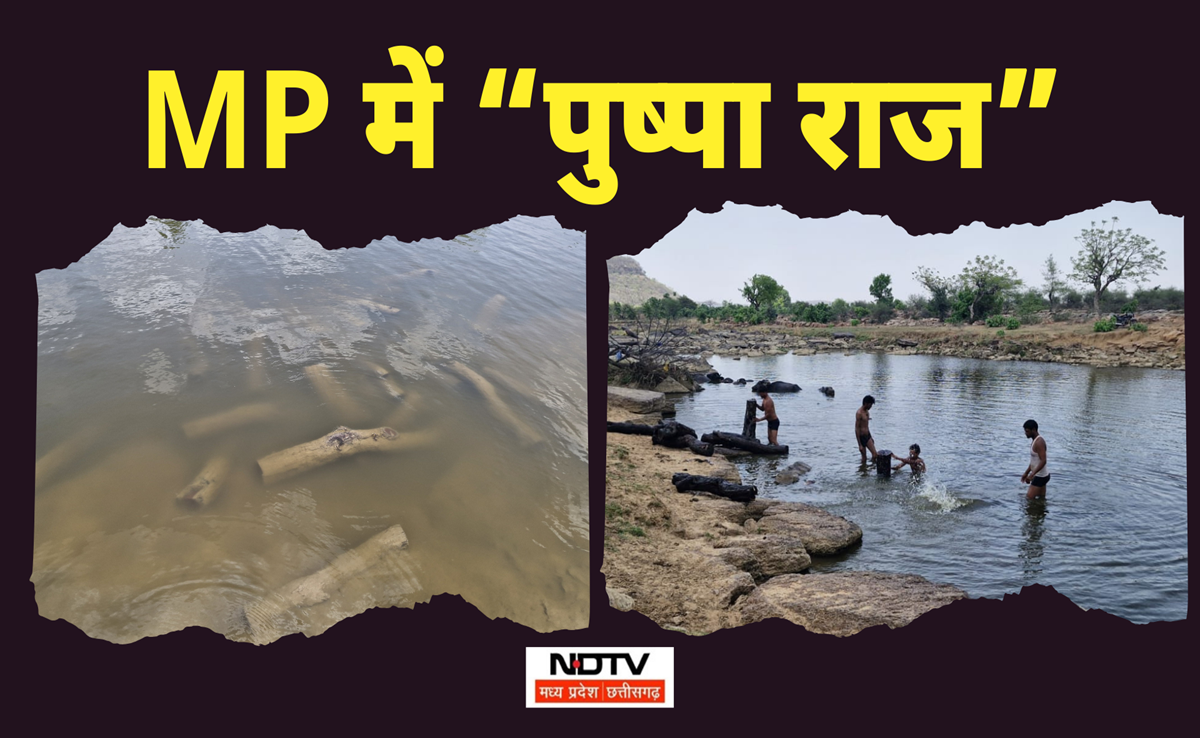 Smuggling: ग्वालियर में दिखा "पुष्पा राज"; खैर के पेड़ों की तस्करी देख दिमाग घूम जाएगा, ऐसे पकड़ाया नेटवर्क