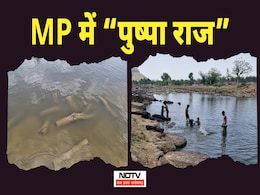 Smuggling: ग्वालियर में दिखा "पुष्पा राज"; खैर के पेड़ों की तस्करी देख दिमाग घूम जाएगा, ऐसे पकड़ाया नेटवर्क Smuggling: ग्वालियर में दिखा "पुष्पा राज"; खैर के पेड़ों की तस्करी देख दिमाग घूम जाएगा, ऐसे पकड़ाया नेटवर्क