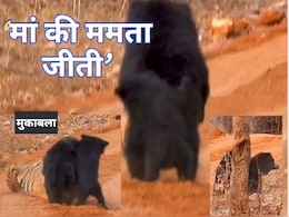 Video : बच्चे को बचाने के लिए बाघ से भिड़ी मादा भालू, मां की ममत्व के आगे दुम दबाकर भागा टाइगर Video : बच्चे को बचाने के लिए बाघ से भिड़ी मादा भालू, मां की ममत्व के आगे दुम दबाकर भागा टाइगर