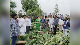 Banana Cultivation :&nbsp;तेज आंधी और बारिश से केला की फसल चौपट, सर्वे शुरू; अब सरकारी मदद पर टिकी नजरें