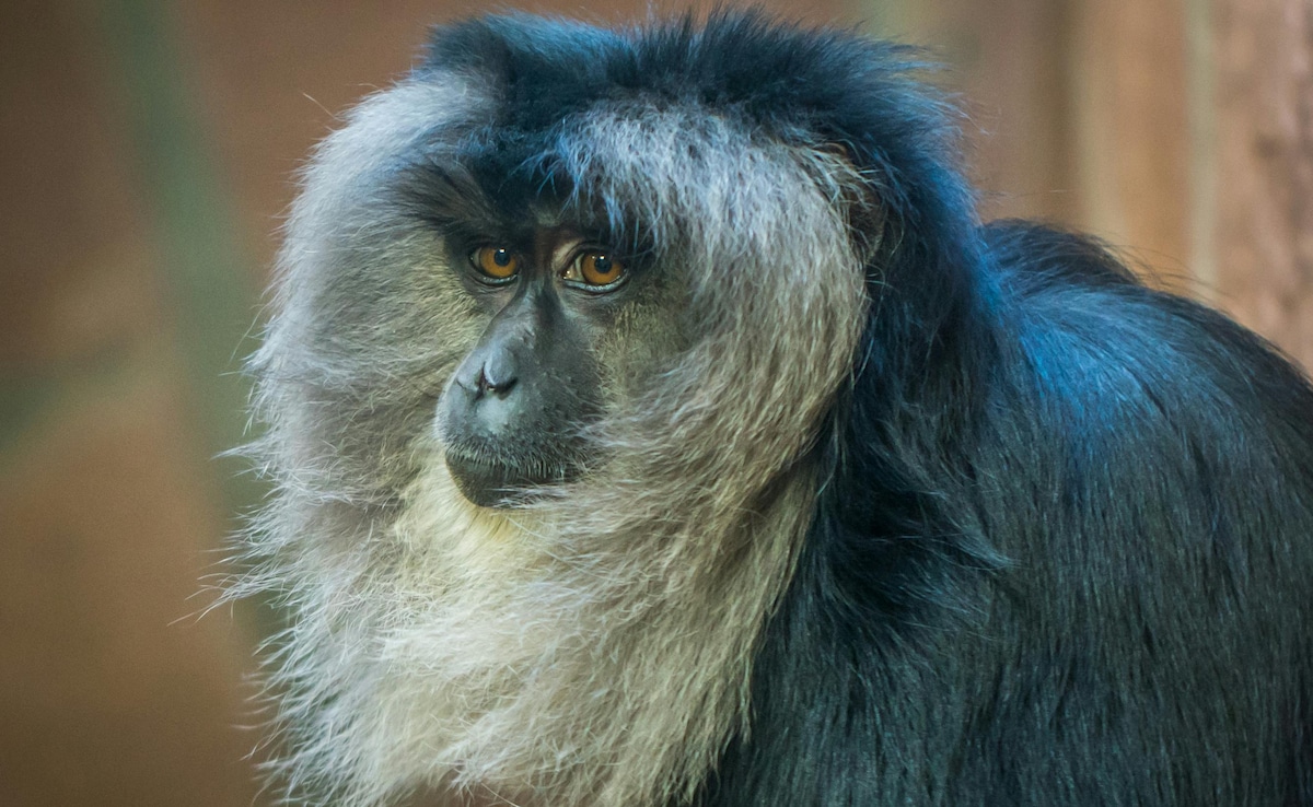 Kudremukh National Park. Photo: Pexels Kudremukh National Park. Photo: Pexels