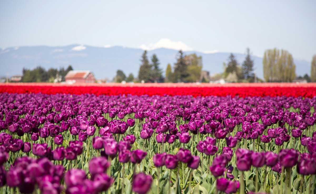 Skagit Valley. Photo: Unsplash Skagit Valley. Photo: Unsplash