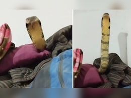 बेड पर रेंगता दिखा 10 फीट लंबा किंग कोबरा, शख्स बिना डरे लेटे-लेटे बनाता रहा वीडियो, कैमरे में कैद हुआ रूह कंपा देने वाला मंजर बेड पर रेंगता दिखा 10 फीट लंबा किंग कोबरा, शख्स बिना डरे लेटे-लेटे बनाता रहा वीडियो, कैमरे में कैद हुआ रूह कंपा देने वाला मंजर