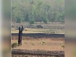Elephant Movement: बलौदा बाजार पहुंचा 28 हाथियों का झुंड, एक्शन मोड में वन विभाग Elephant Movement: बलौदा बाजार पहुंचा 28 हाथियों का झुंड, एक्शन मोड में वन विभाग