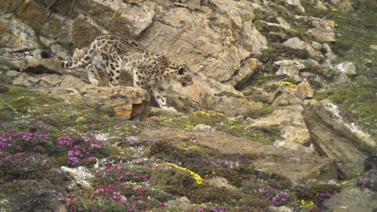 Sikkim's 'Wild' Golden Jubilee Gift: 21 Endangered Snow Leopards Identified