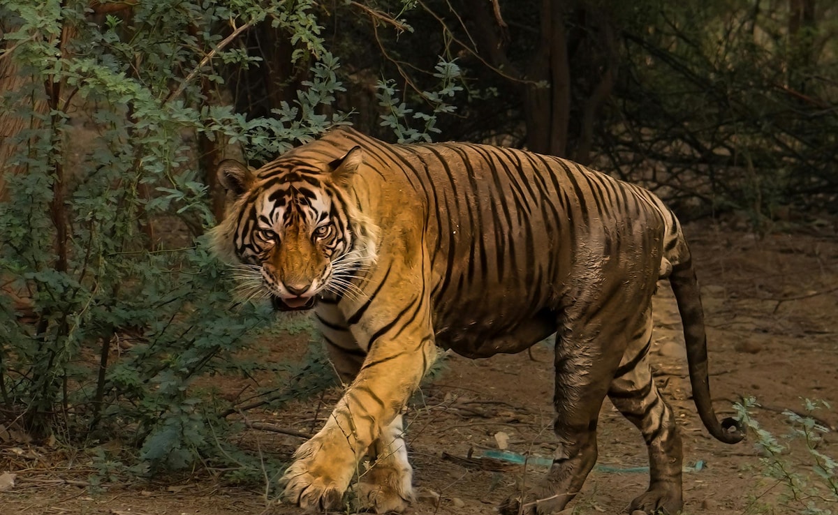 Latest and Breaking News on NDTV