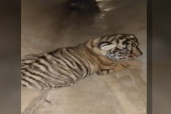 Videos Of Men Walking In Front Of Tiger, Petting Cubs Emerge From Ranthambore Videos Of Men Walking In Front Of Tiger, Petting Cubs Emerge From Ranthambore