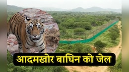 Rajasthan: दो लोगों का शिकार करने वाली&nbsp;रणथंभौर की बाघिन को हुई 'जेल', अब कुछ साल इसी क़ैद में गुज़ारने होंगे&nbsp;