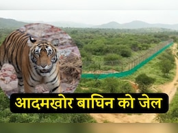 Rajasthan: दो लोगों का शिकार करने वाली रणथंभौर की बाघिन को हुई 'जेल', अब कुछ साल इसी क़ैद में गुज़ारने होंगे  Rajasthan: दो लोगों का शिकार करने वाली रणथंभौर की बाघिन को हुई 'जेल', अब कुछ साल इसी क़ैद में गुज़ारने होंगे