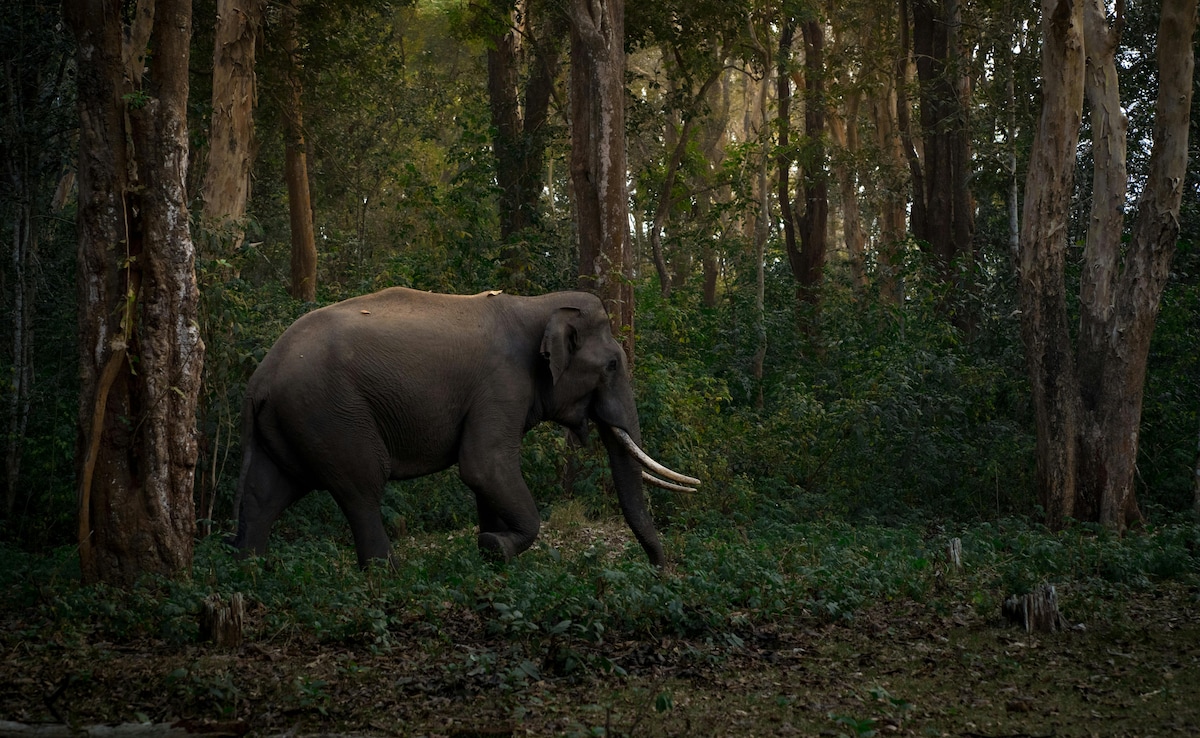 Mysore Zoo. Photo: Pexels Mysore Zoo. Photo: Pexels
