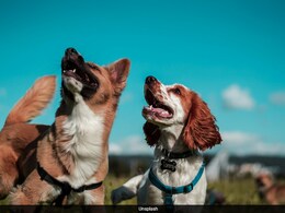 You Can Catch These Diseases From Your Pets