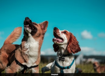 You Can Catch These Diseases From Your Pets