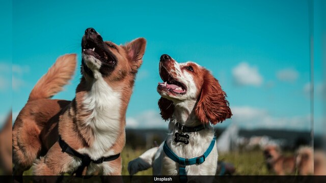 Regular veterinary checkups, proper pet hygiene & clean surroundings are your best tools